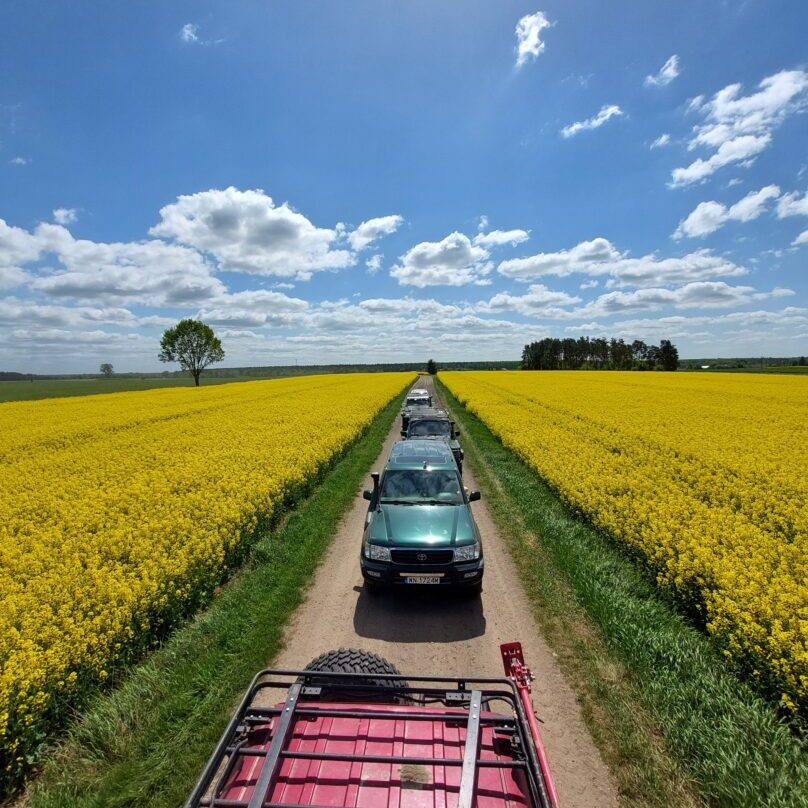 Samochody terenowe pośród pola rzepaku
